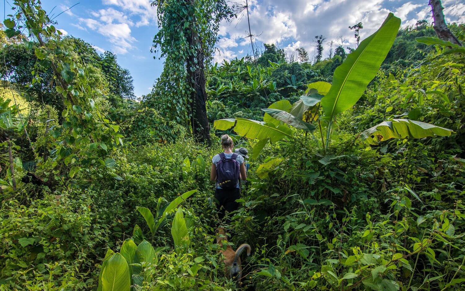 Jungle trekking chiang mai