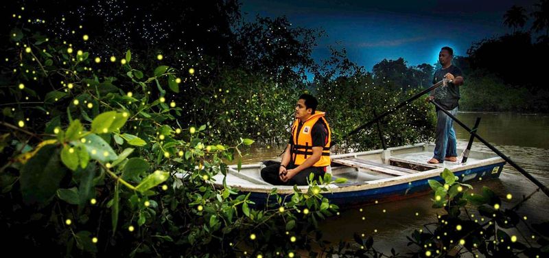 Kuala Lumpur Fairy Firefly And Monkey Hill Tour       