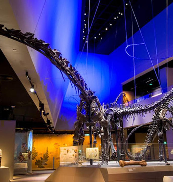 Lee Kong Chian Natural History Museum